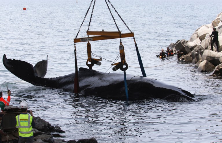 À la Réunion, vive émotion après la mort d'un baleineau échoué