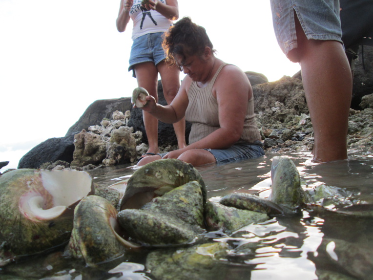 La pêche aux trocas bientôt ouverte à Paea, Papara et Teva i Uta