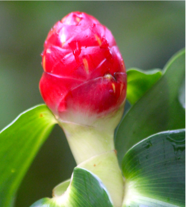 Costus woodsonii, une superbe petite canne d’eau.