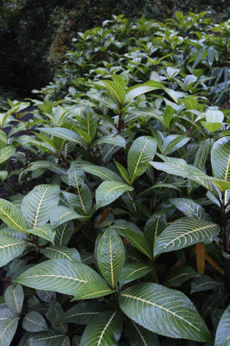 Inflorescence de Sanchezia speciosa ; il reste à espérer que ces plantes envahissantes demeurent stériles, ce qu’elles sont en général lorsqu’elles sont cultivées. Mais là, elles sont redevenues sauvages…