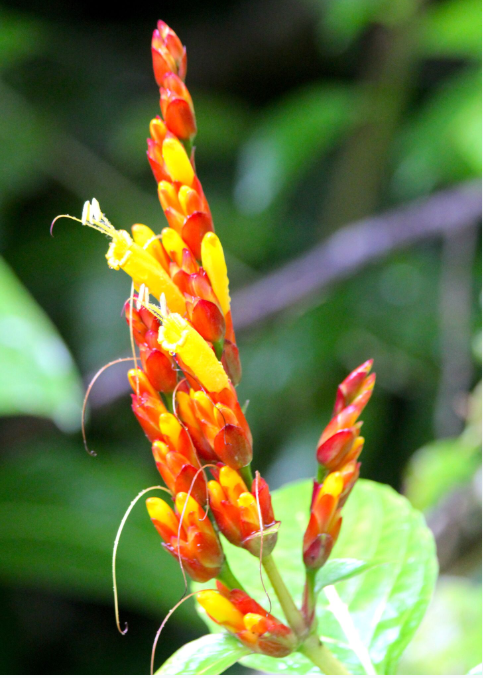 Cette photo donne une idée de l’envahissement des sanchezias sur certains tronçons de la vallée de la Vaihiria, des plantes classées comme envahissantes dans certains pays.
