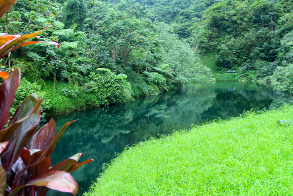 La flore de la vallée est d’une extrême densité et les pentes, le plus souvent ombragées, sont des jungles impénétrables.