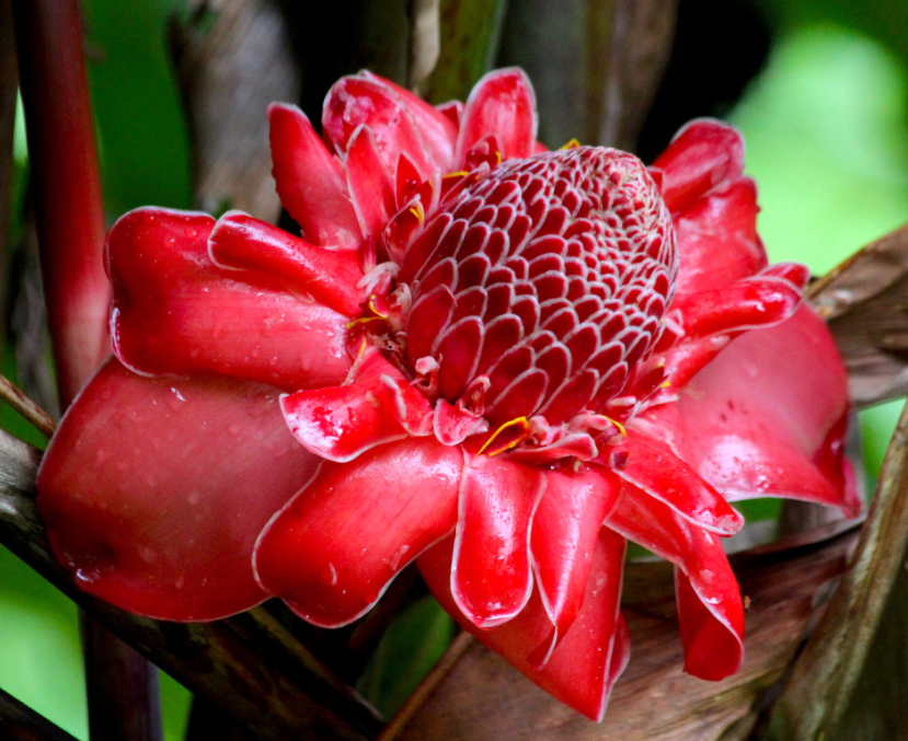 La superbe rose de porcelaine, Etlingera eliator, s’offre aux regards de visiteurs en bord de piste.