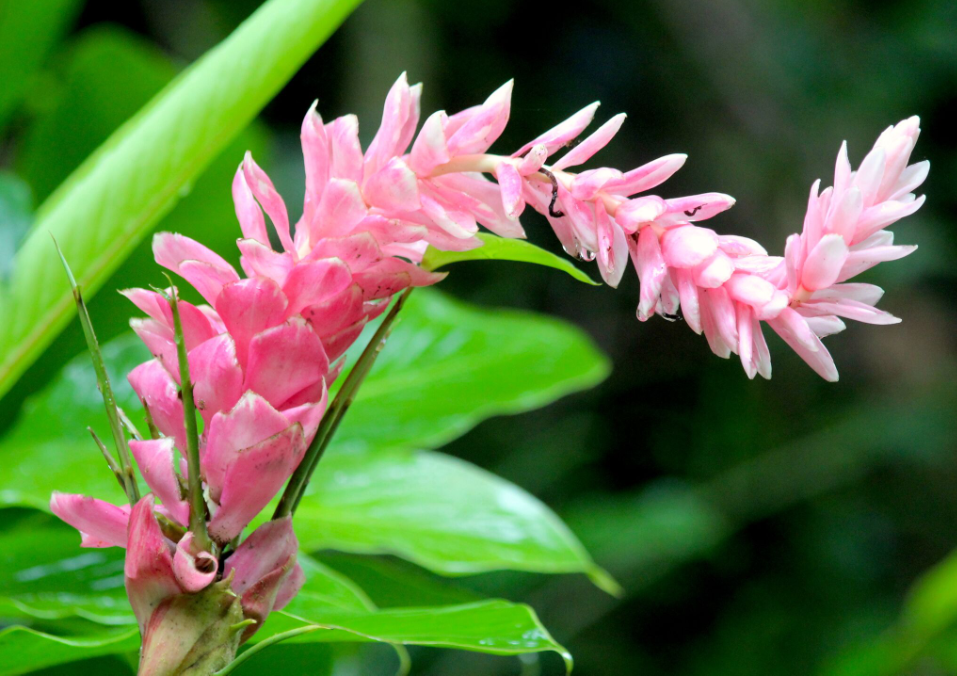 Les opuhi (Alpinia pupurata var.) sont omniprésents tout au long de la montée au lac.