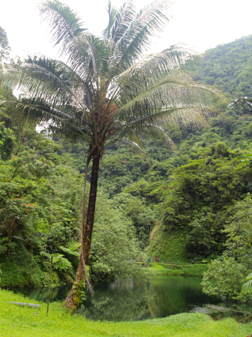 Un cocotier peut-être pas très à l’aise dans une telle humidité.