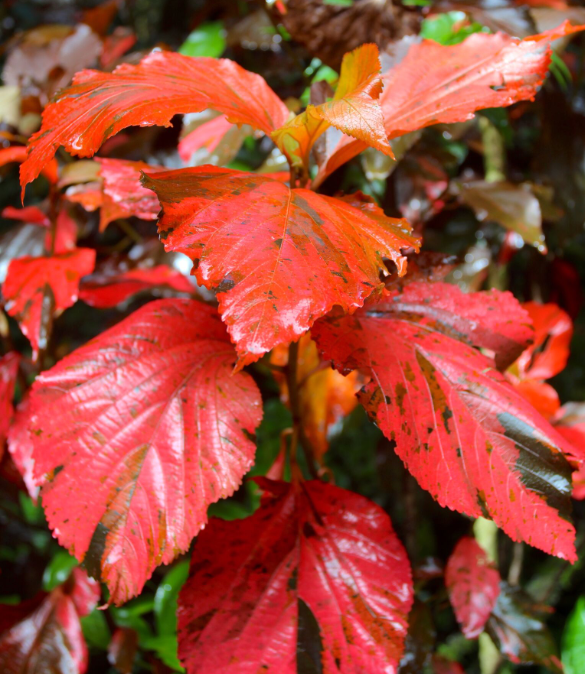 Les buissons d’acalypha (Acalypha wilkesiana) paraissent allumer des incendies le long de la piste dans la basse vallée.