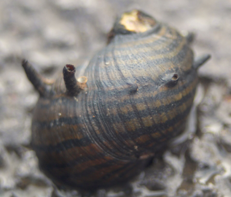 La rivière regorge de petits mollusques ; parmi eux, les clythons, reconnaissable aux « cornes » que leur coquille arbore.