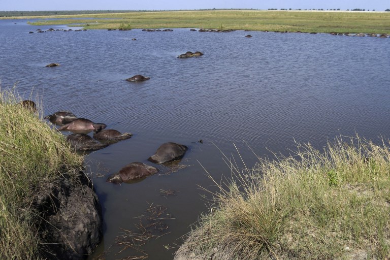 Pourchassés par des lions, 400 buffles se noient au Botswana