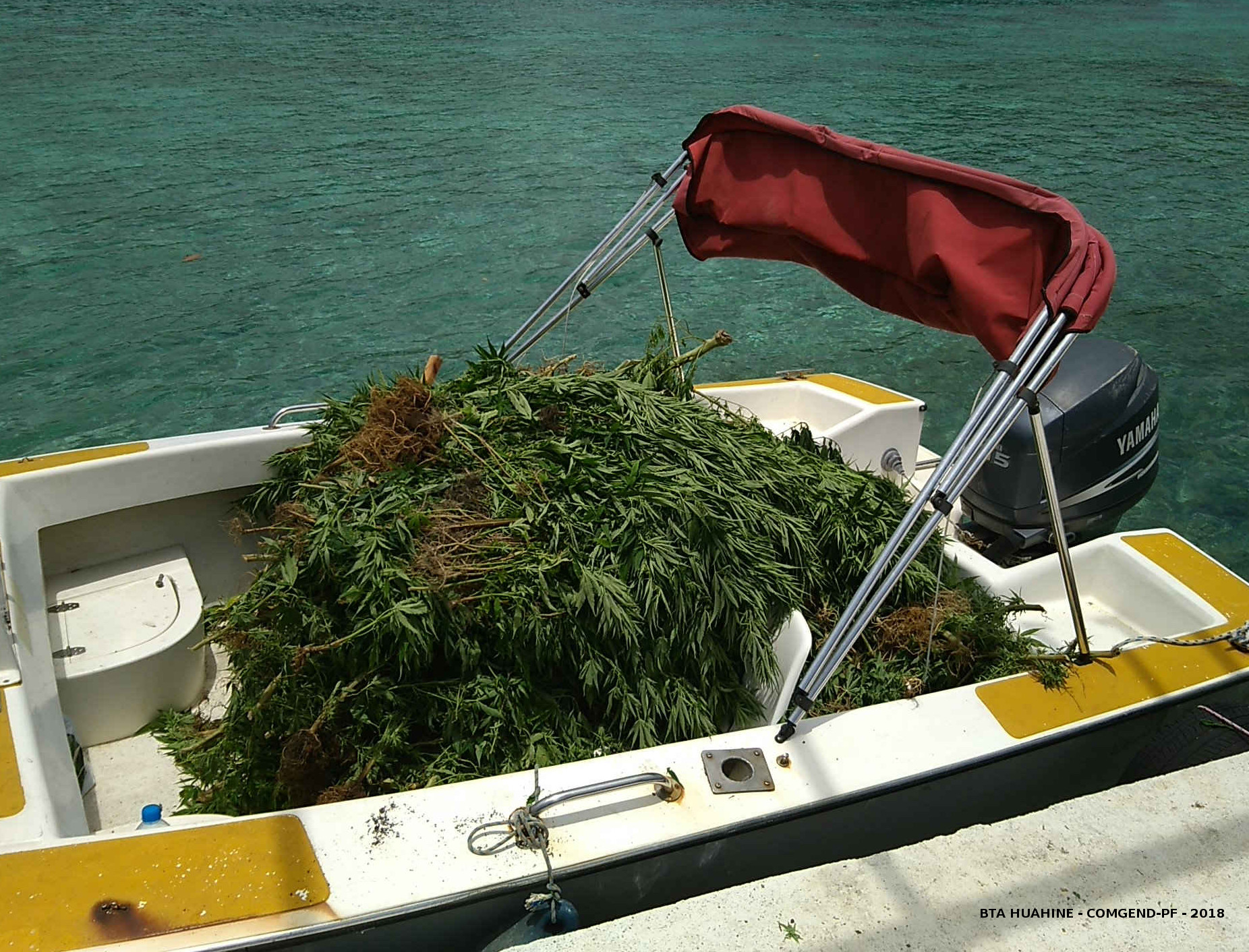 1032 pieds de paka saisis à Huahine