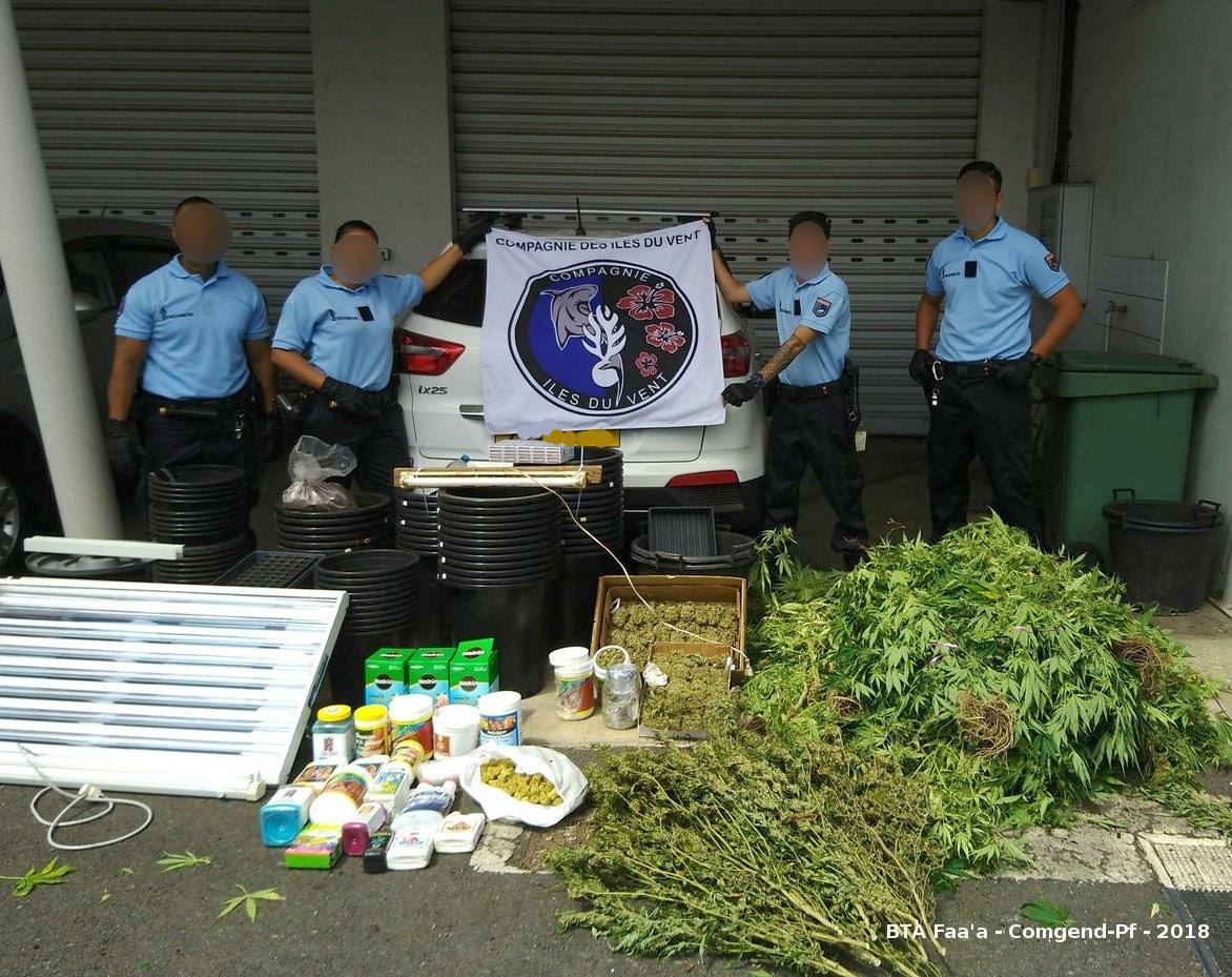 1032 pieds de paka saisis à Huahine