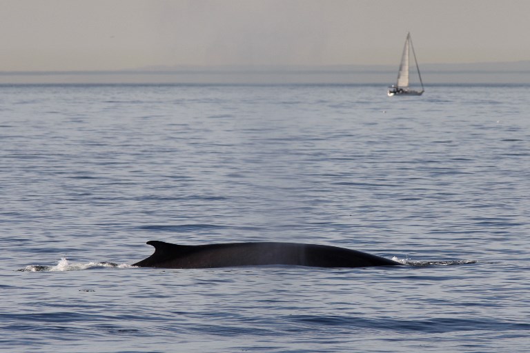 Hausse des populations de baleines et gorilles des montagnes