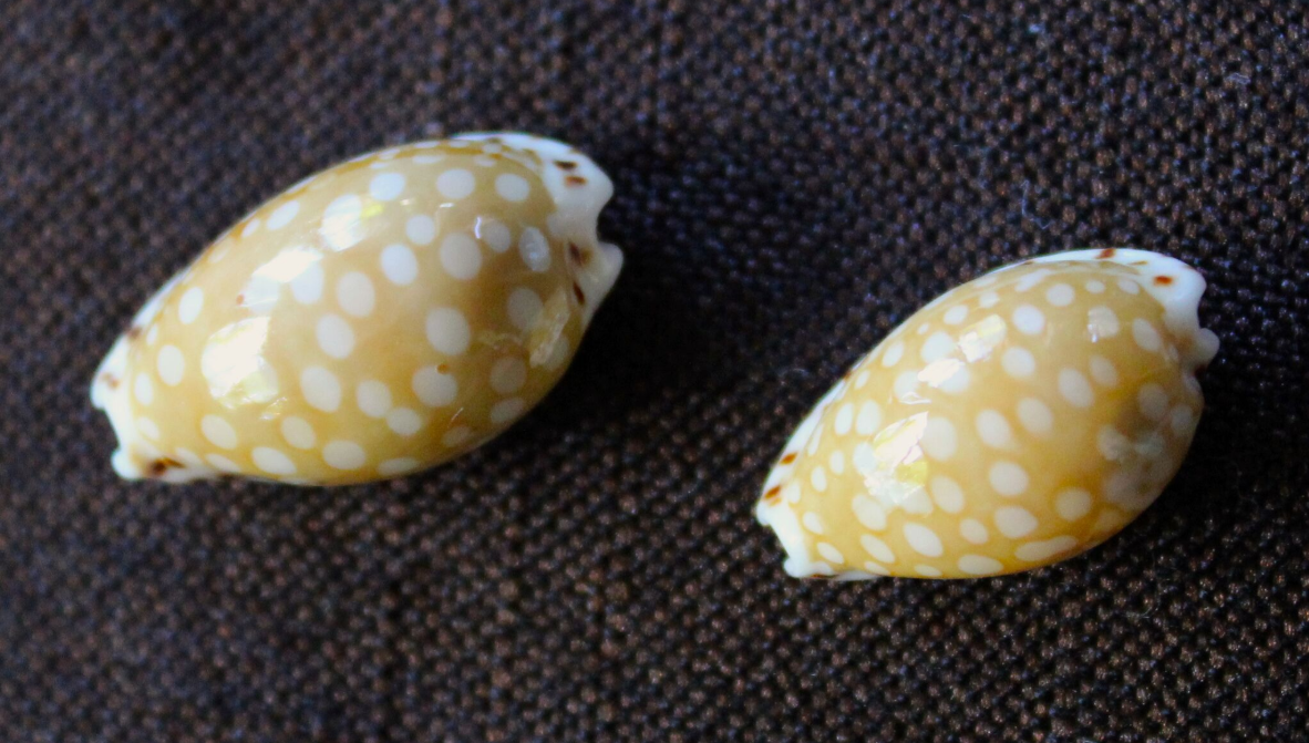 Deux petites Cribrarula cumingii, trésor des eaux polynésiennes (collect. DP).
