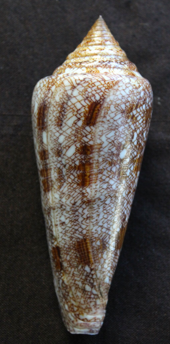 Conus gloriamaris, le coquillage qui valait son poids d’or jusqu’en 1957 (collect. DP).