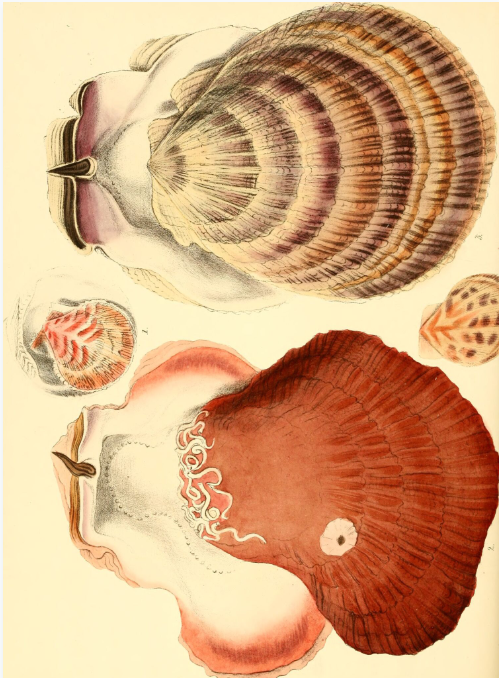 Superbe planche extraite de « Conchologia iconica », le livre référence de Reve, paru en 1843.