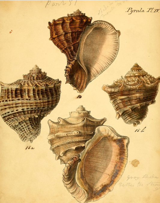 Très belle planche de « Conchologia iconica » de Reeve.