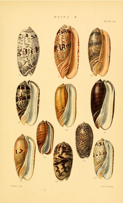 Une magnifique planche d’olives, extraite du livre de Sowerby, « Thesaurus conchyliorum » publié en 1842.