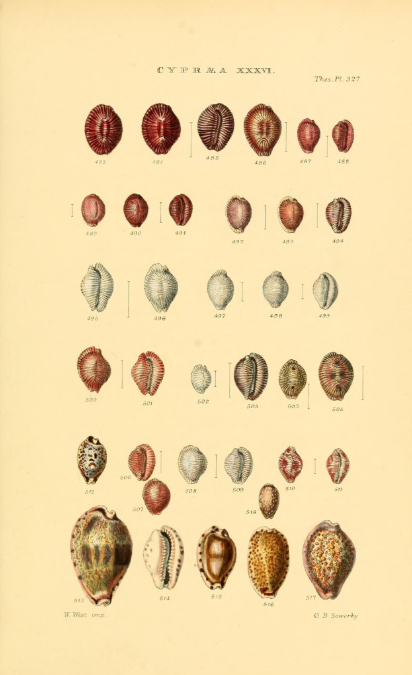 Les porcelaines (ici une planche du livre « Thesaurus conchyliorum ») demeurent aujourd’hui les coquillages les plus prisés des collectionneurs du monde entier.