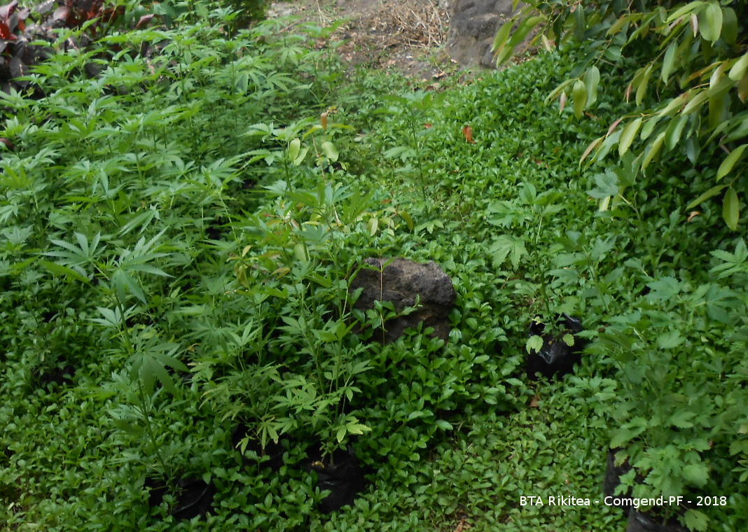 250 plants de cannabis saisis à Rikitea