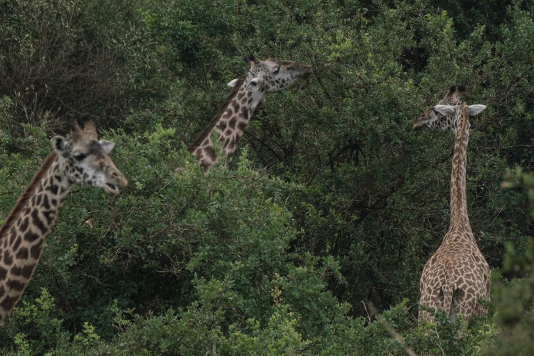 Niger: délocalisation de girafes menacées dans le sud-ouest nigérien