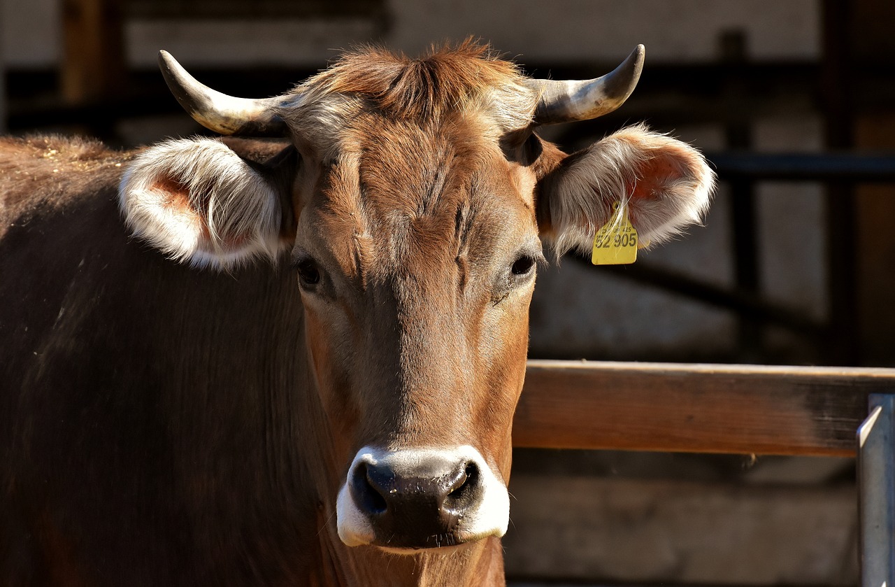 Des OGM interdits et dangereux disséminés dans des aliments pour bétail en Europe