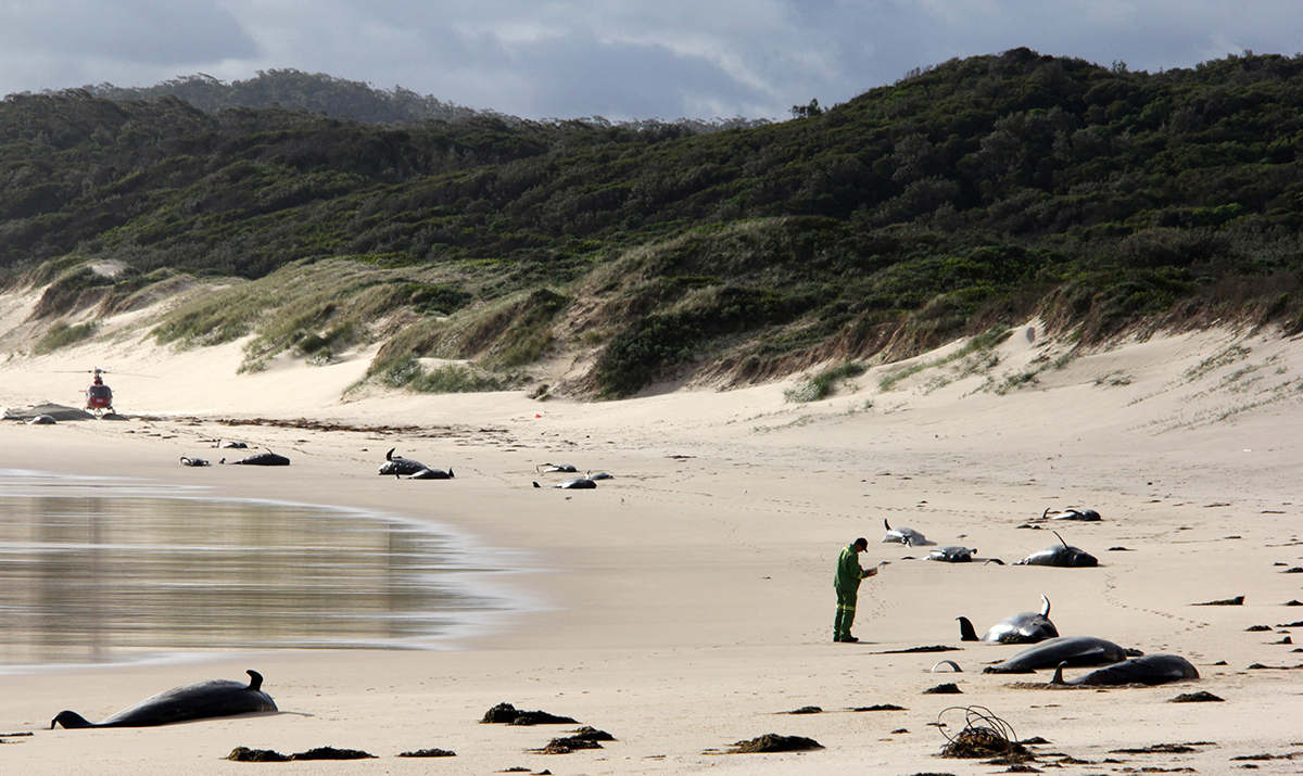 Australie: 28 cétacés retrouvés morts sur une plage du sud-est