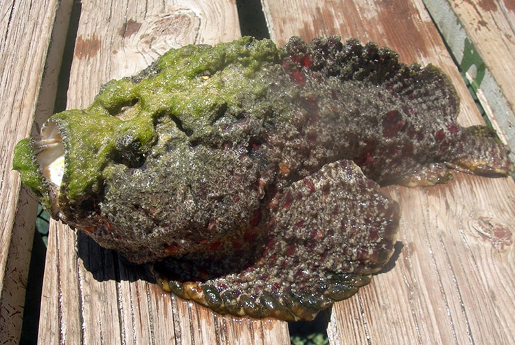 Un enfant de 4 ans s'est fait piqué dimanche dernier sur la plage publique de Tahiamanu à Moorea.
