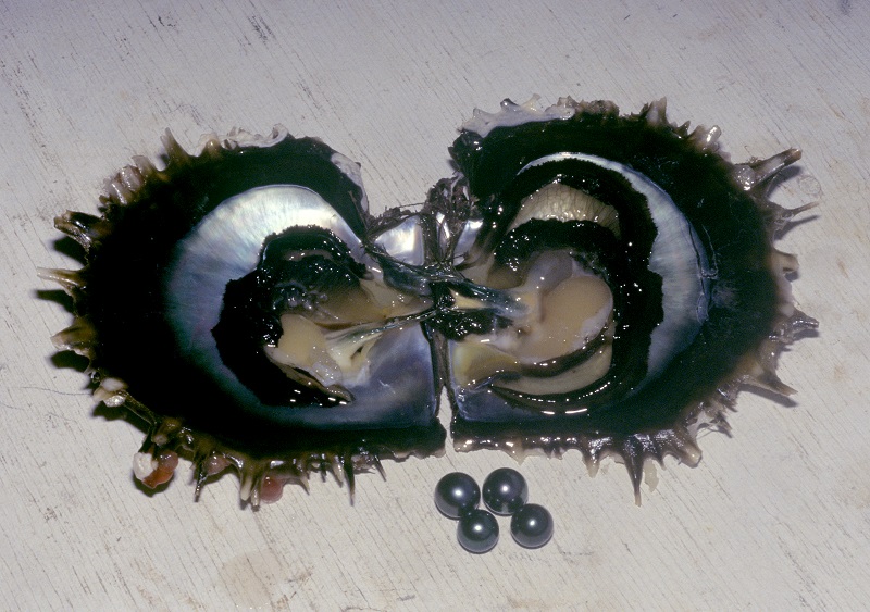 L’huître aux lèvres noires...