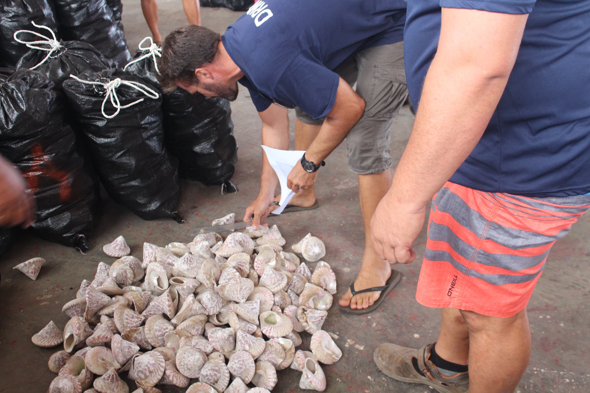 Pêche aux trocas : 23 tonnes récoltées, plus de 7 millions pour les familles de Mataiea