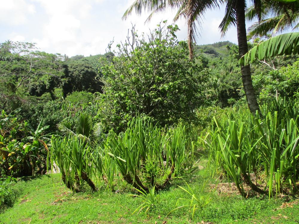Rurutu: Un sentier « vert » entre rivière et tarodières traditionnelles