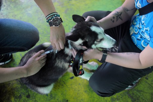 Selon le gouvernement, 37 vétérinaires diplômes sont aujourd'hui recensés et enregistrés auprès de la direction de la Biodiversité. Photo d'illustration AFP