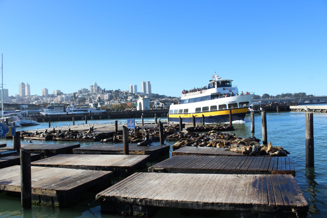 Lorsque Norton réapparut en 1859, San Francisco, grâce à la ruée vers l’or, était une cité florissante, mais où la corruption et les trafics étaient monnaie courante.