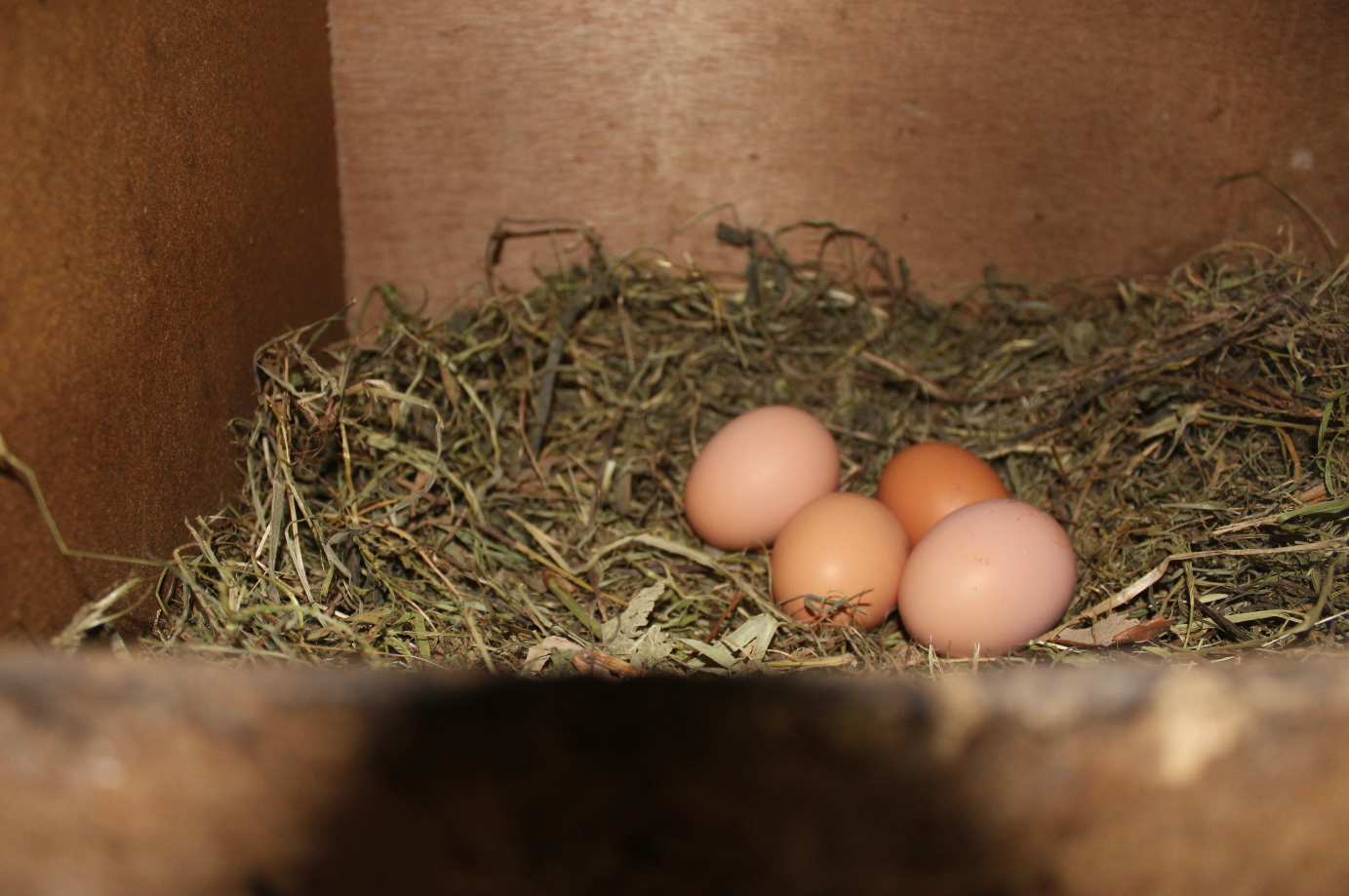 Moïse, l'éleveur au scooter : "Toute cette solidarité, c'est un vrai conte de Noël !"