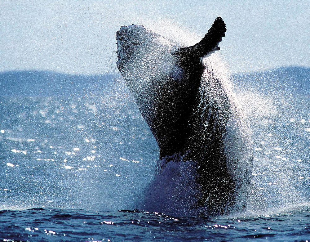Le Japon va reprendre officiellement la chasse commerciale des baleines