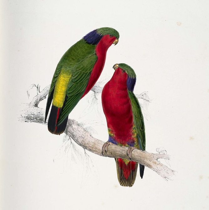 Cette gravure ancienne représente un couple de lori de Kuhl (vini ura), petite perruche  protégée par un tabu de la reine Tamaeva V depuis 1900.