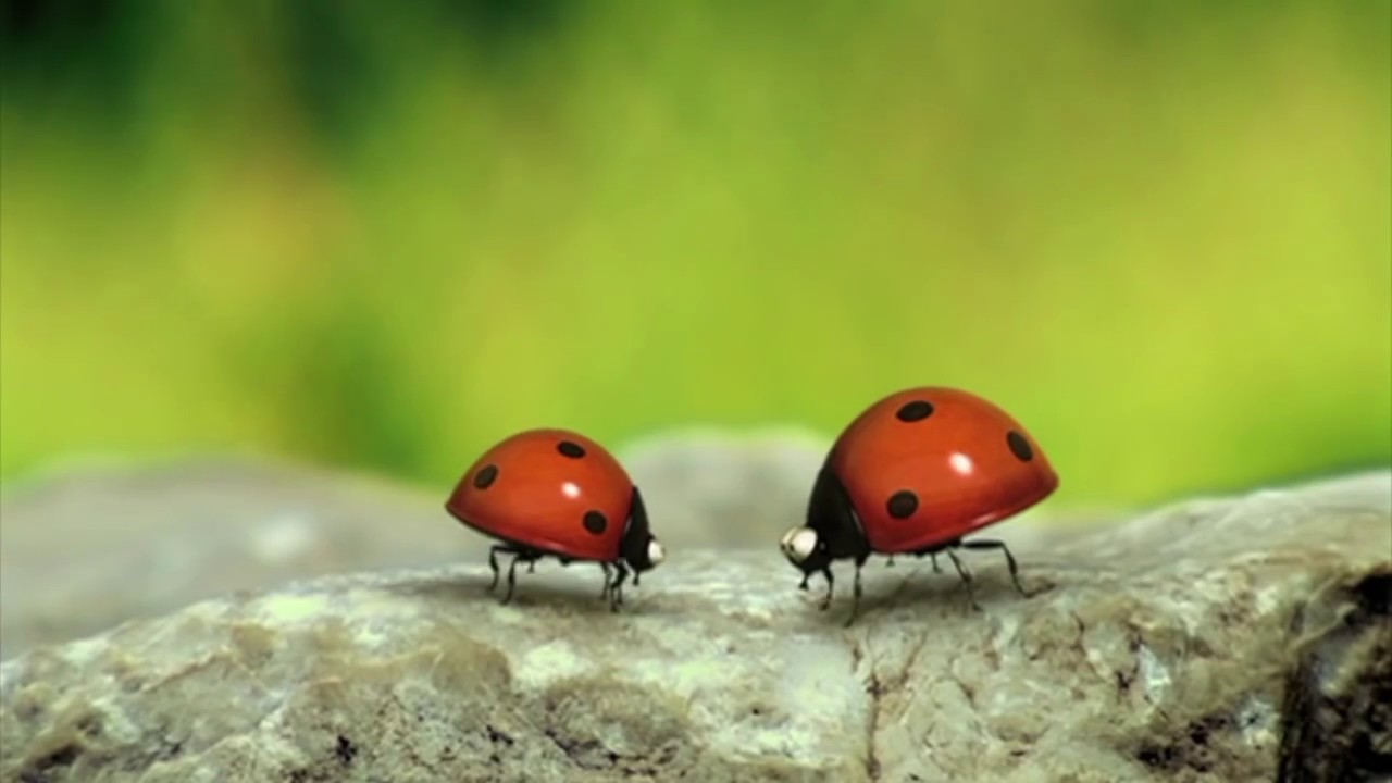 Les insectes stars de "Minuscule" reviennent dans un deuxième film