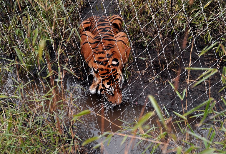 Le zoo de Londres se défend après la mort d'une tigresse blessée par un tigre