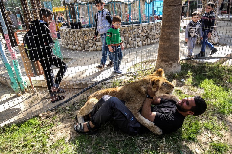 A Gaza, jouer avec une lionne, sans les griffes