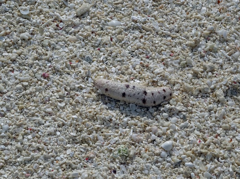 Braconnage en Corse : saisie de 200 kg de concombres de mer