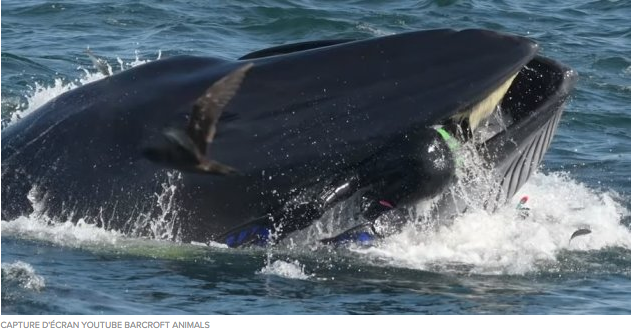 En Afrique du Sud, un plongeur miraculé avalé par une baleine
