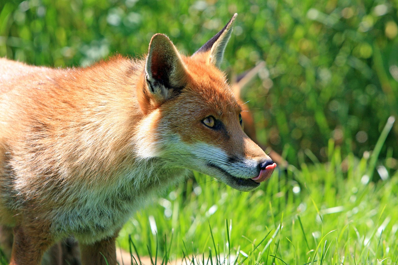 Bretagne: un renard tué par des poules dans un poulailler