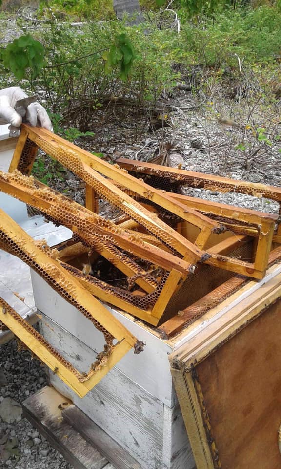 Naea Tokoragi s'est lancé dans l'apiculture à Fakarava en 2014. Et c'est la première fois qu'il est victime de vol de miel depuis qu'il a lancé son activité.