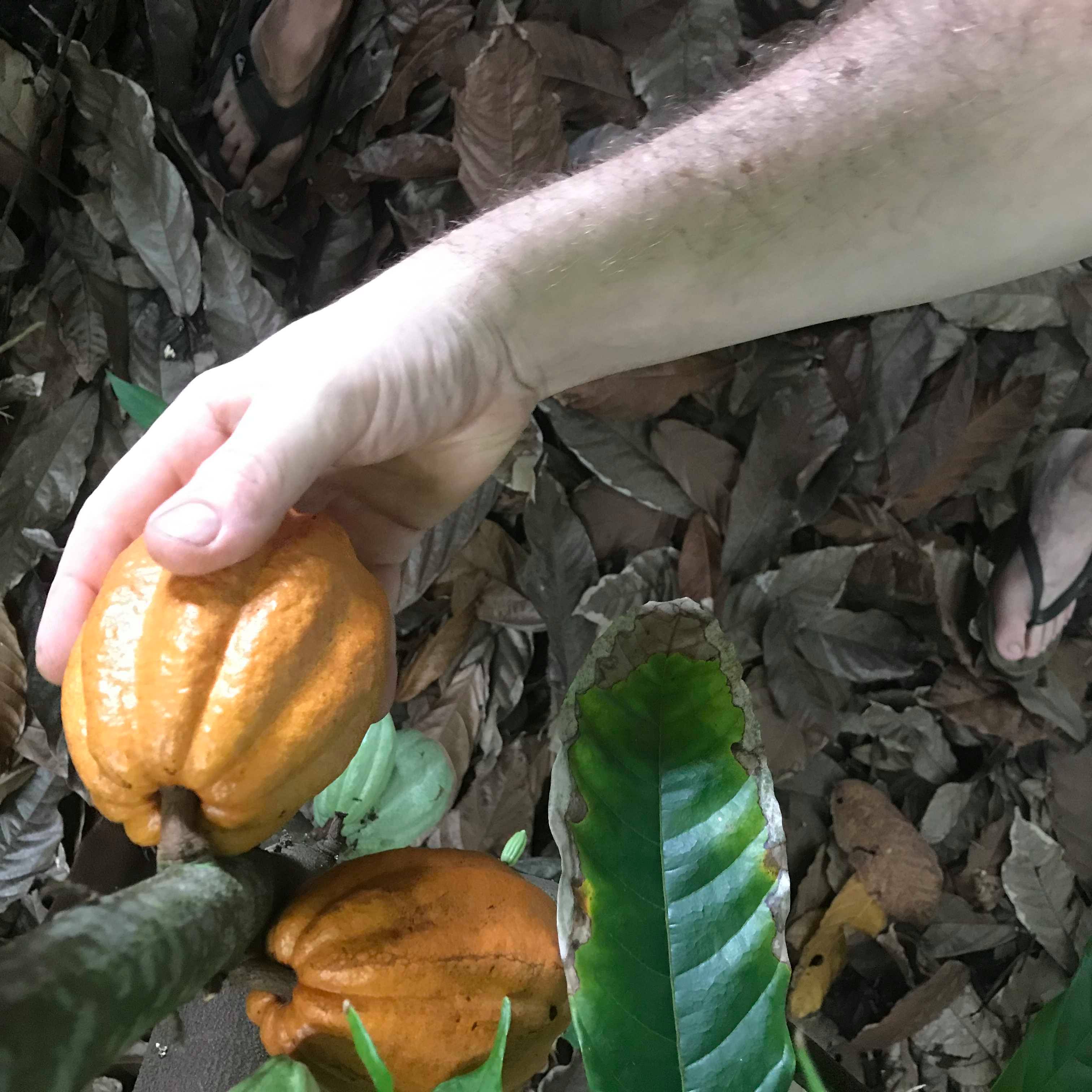 Pour ses 10 ans, Couleur cacao lance une tablette 100% locale (et ouvre ses portes)