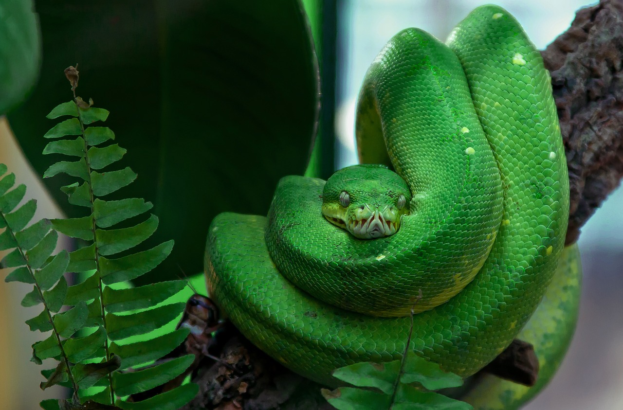 Morsures de serpents: un poison toujours aussi meurtrier