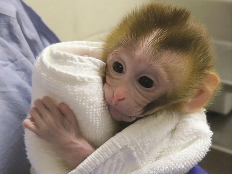 Un bébé singe montre la voie pour contourner la stérilité d'enfants après un cancer