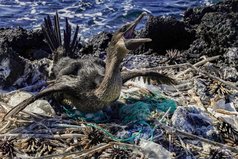 Un monstre au paradis, le plastique menace toute vie aux Galapagos