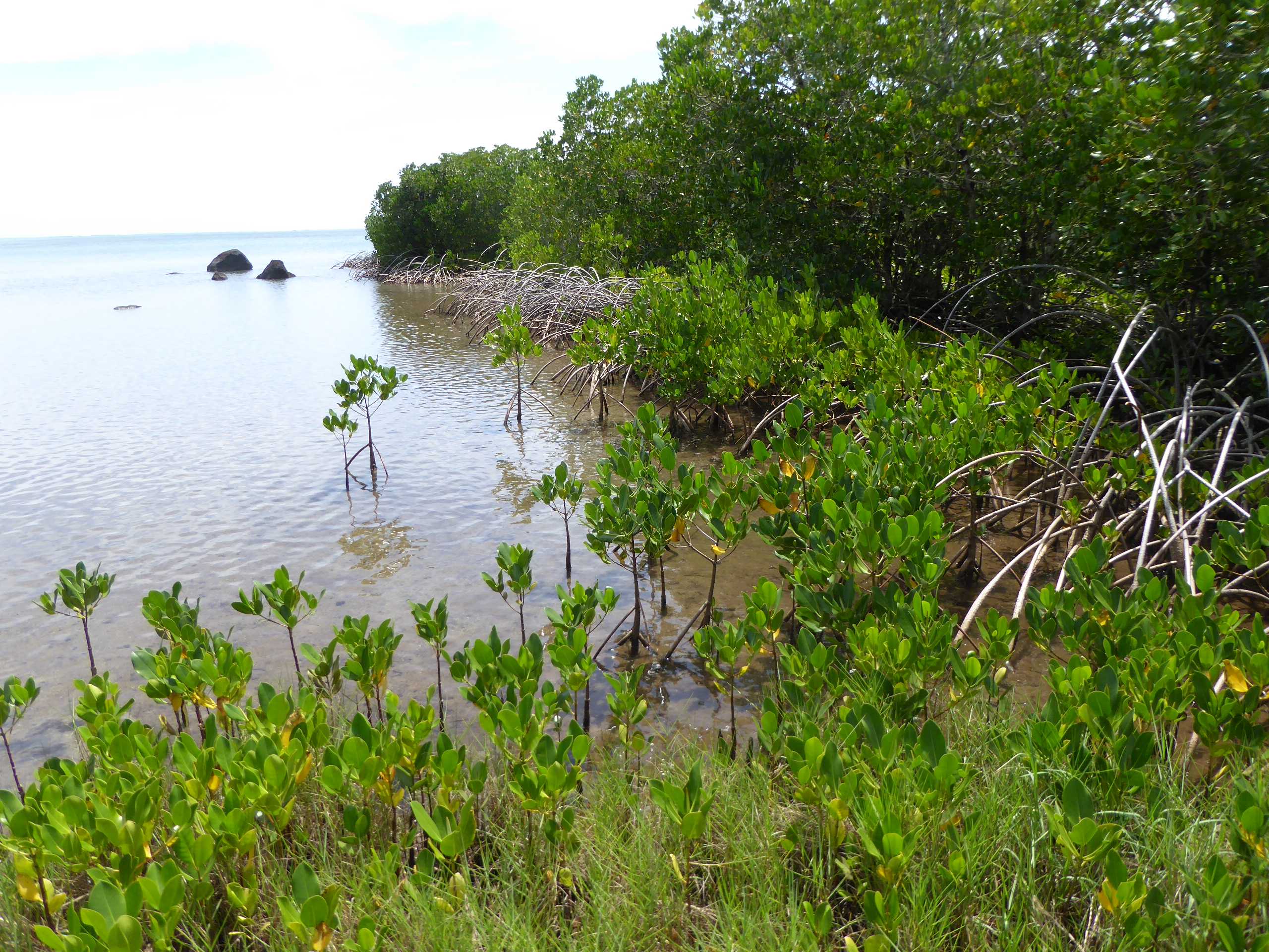 La mangrove n’existait pas en Polynésie française avant l’introduction du palétuvier Rhizophora stylosa sur l’île de Moorea dans la première moitié du XXe siècle.