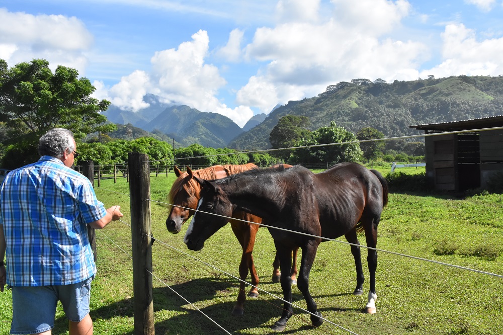 L'écurie Tenahe, la pouponnière des chevaux de course made in fenua