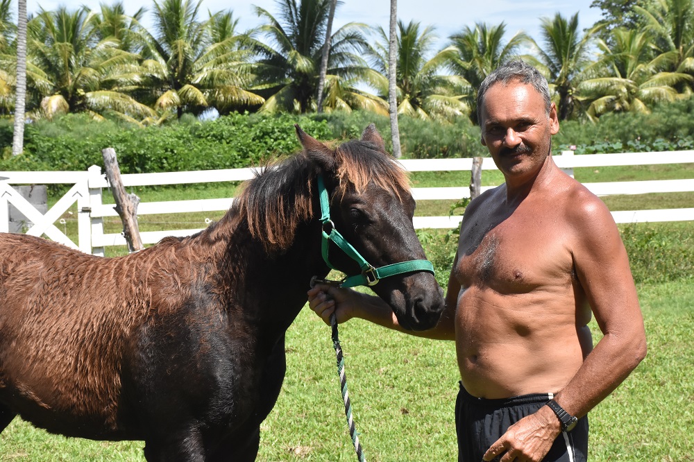 L'écurie Tenahe, la pouponnière des chevaux de course made in fenua