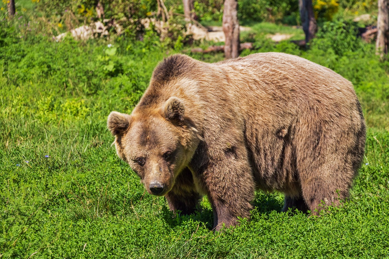 40 ours décomptés dans les Pyrénées en 2018
