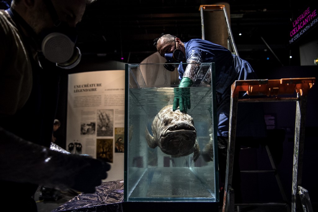 Insolite plongée au fond des océans à la Grande Galerie de l'Evolution